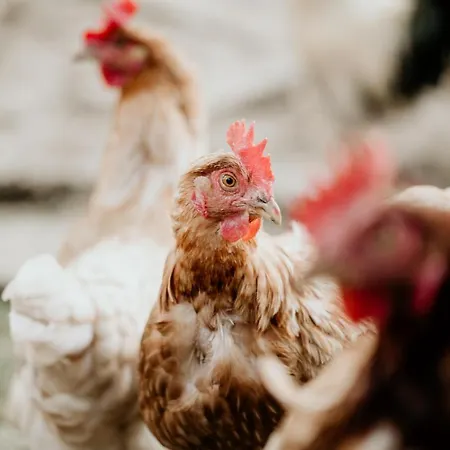 Δωμάτια σε οικογενειακή κατοικία Titscherhof