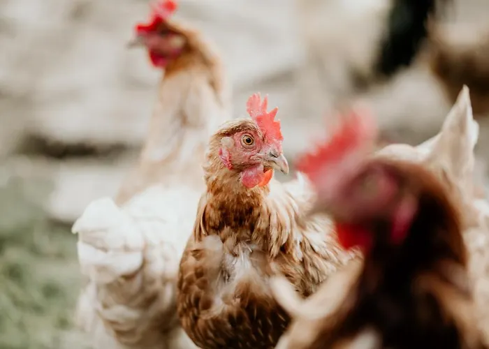 Homestay szállás Titscherhof